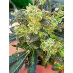 Boss Hogg 6 u fem. The Cali Connection