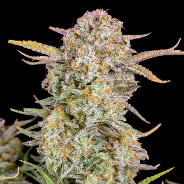 Bruce-Banner-Auto-1-u-fem-FastBuds-Seeds.jpg Bruce Banner Auto femmina FastBuds Seeds - immagine 1