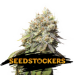 Bruce Banner fem. Seedstockers
