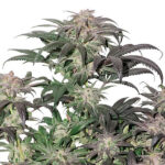 Bubba Island Kush fem. Dutch Passion