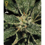 Bubba Kush fem. Green House