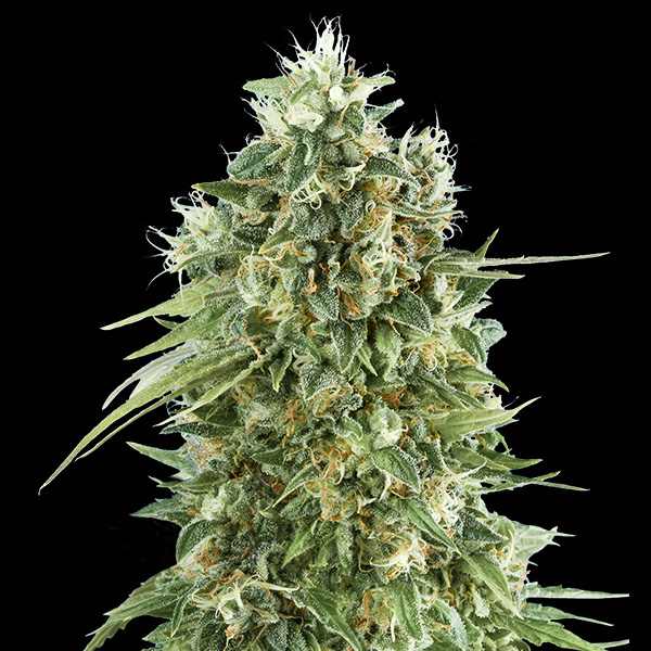 Bubble-Gum-CBD-3-u-fem-00-Seeds.jpg Bubble Gum CBD 3 donne 00 Seeds - immagine 1