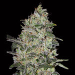 Bubble Gum Fast 3 donne 00 Seeds