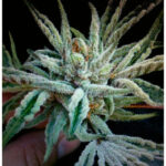 Buddha Tahoe OG Kush 6 u fem. The Cali Connection