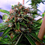 La sorella di Buddha fem. Soma Seeds