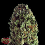 Budzilla 3 donne Heavyweight Seeds