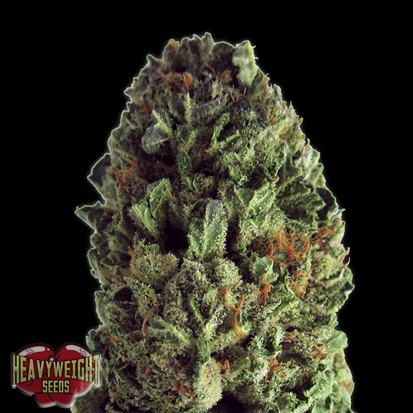 Budzilla-3-u-fem-Heavyweight-Seeds.jpg Budzilla 3 donne Heavyweight Seeds - immagine 1
