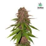 C4 Auto femmina FastBuds Seeds