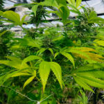 CBD Cheese 5 u The Original Big Buddha Family Farms
