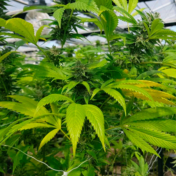 CBD-Cheese-5-u-The-Original-Big-Buddha-Family-Farms.jpg CBD Cheese 5 u The Original Big Buddha Family Farms - immagine 1