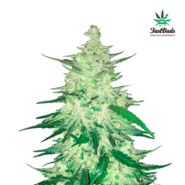 CBD-Crack-Auto-1-u-fem-FastBuds-Seeds.jpg CBD Crack Auto femmina FastBuds Seeds - immagine 1