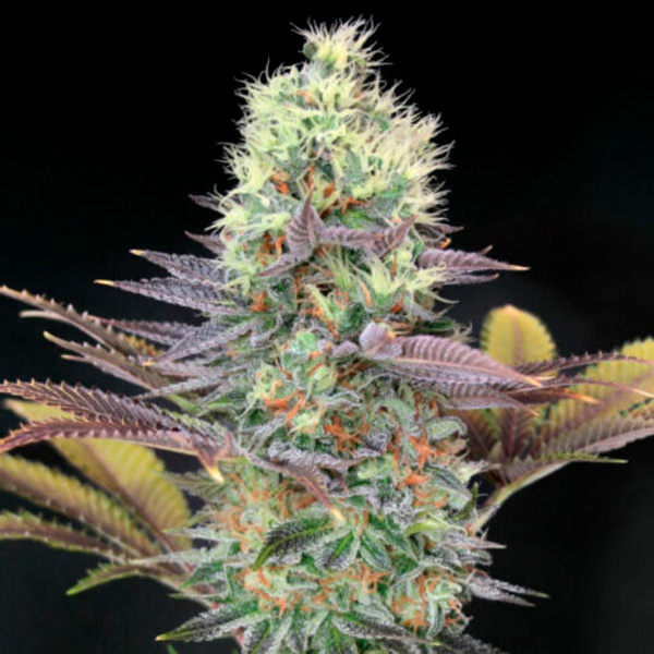 Cali-Bay-Dream-1-u-fem-Garden-of-Green-Seeds.jpg Cali Bay Dream 1 femmina Garden of Green Seeds - immagine 1