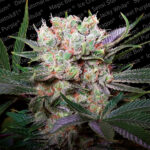 California Gold 3 femmine Paradise Seeds