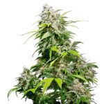 California Indica femminili Sensi Seeds
