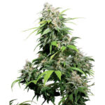 California Indica 10 u reg. Sensi Seeds