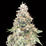 California Kush Fast 3 donne 00 Seeds