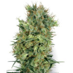 Californian Orange Bud 10 u reg. White Label