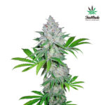 Californian Snow Auto femmina FastBuds Seeds