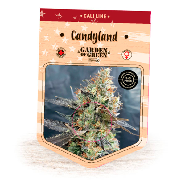 Candyland-1-u-fem-Garden-of-Green-Seeds.jpg Candyland 1 femmina Garden of Green Seeds - immagine 1