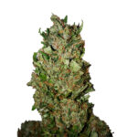 Cannatonic (0,4/12) (femminile) CBD+ Buds