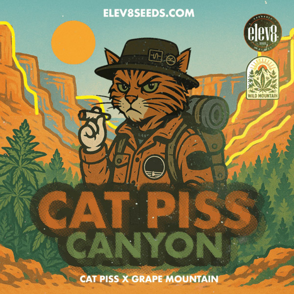Cat-Piss-Canyon-3-ud-fem-Elev8-Seeds.jpg Cat Piss Canyon fem Elev8 Seeds - immagine 1