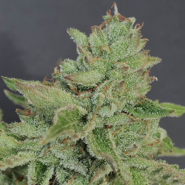 Charm-Cookies-6-u-fem-Mamiko-Seeds.jpg Charm Cookies 6 donne Mamiko Seeds - immagine 1