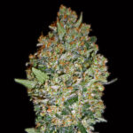Cheese Berry 3 donne 00 Seeds