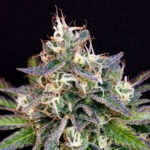 Cheese Cookies 6 donne Mamiko Seeds