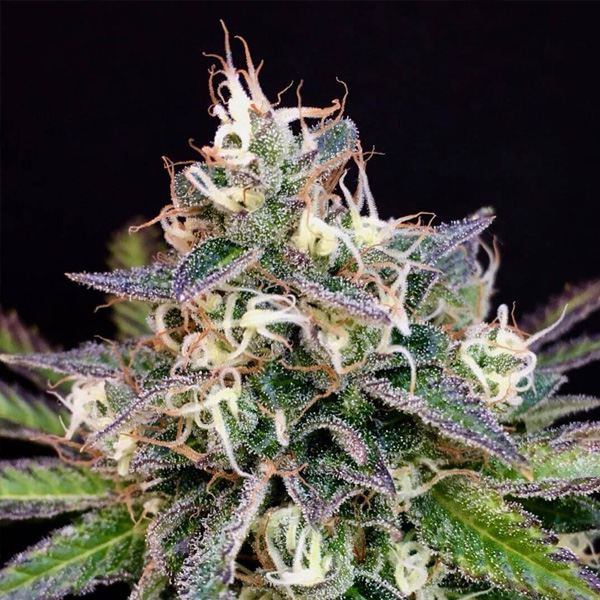 Cheese-Cookies-6-u-fem-Mamiko-Seeds.jpg Cheese Cookies 6 donne Mamiko Seeds - immagine 1