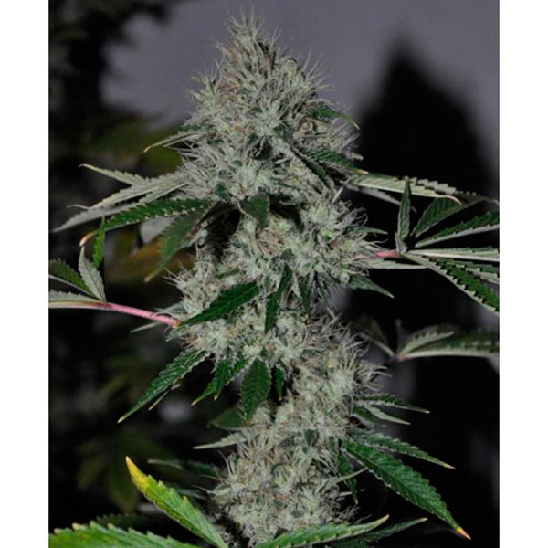 Chem-4-OG-6-u-fem-The-Cali-Connection.jpg Chem 4 OG 6 donne The Cali Connection - immagine 1