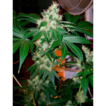 Chem Valley Kush 6 u fem. The Cali Connection