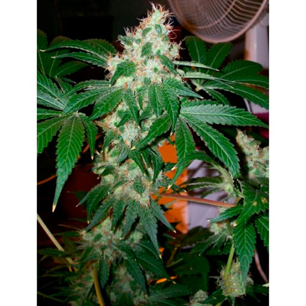 Chem-Valley-Kush-6-u-fem-The-Cali-Connection.jpg Chem Valley Kush 6 u fem. The Cali Connection - immagine 1