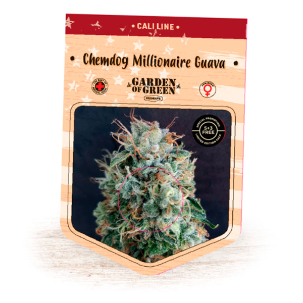 Chemdog-Millionaire-Guava-1-u-fem-Garden-of-Green-Seeds.jpg Chemdog Millionaire Guava 1 femmina Garden of Green Seeds - immagine 1