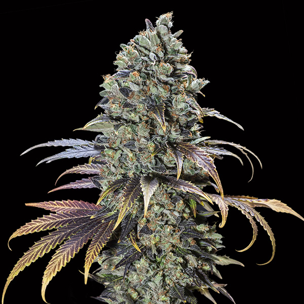 Chocolate-Cream-3-u-fem-00-Seeds.jpg Chocolate Cream 3 donne 00 Seeds - immagine 1