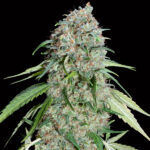 Chocolate Skunk CBD 3 donne 00 Seeds
