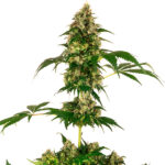 Cobalt Haze femmina Sensi Seeds