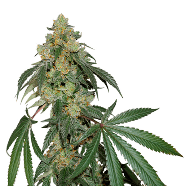 Cookies-Fast-fem-1-u-Seedstockers.jpg Cookies Fast fem. Seedstockers - immagine 1