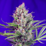 Cream Mandarine Fast Version 5+2 u fem. Sweet Seed