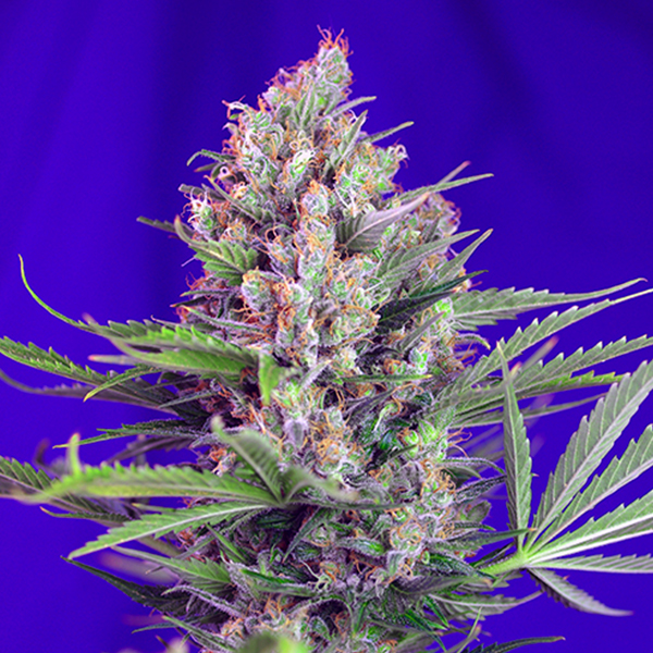 Cream-Mandarine-Fast-Version-52-u-fem-Sweet-Seed.jpg Cream Mandarine Fast Version 5+2 u fem. Sweet Seed - immagine 1