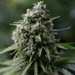 Critical + 2.0 - Silent Seeds