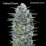 Critical Lemon donne Advanced Seeds