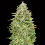 Critical Poison Fast 3 donne 00 Seeds