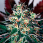 Critical Relief CBD 1 fem. Garden of Green Seeds