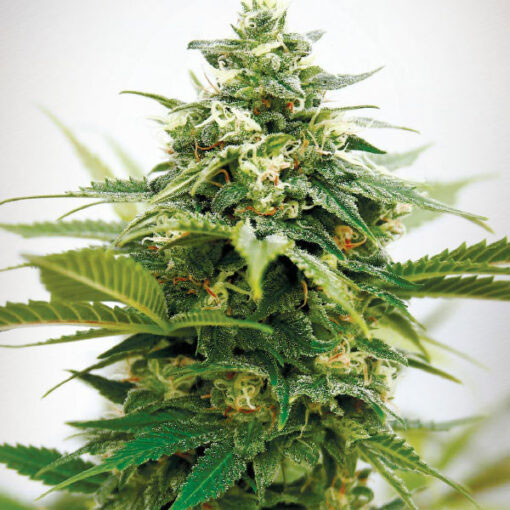 Critical-XXL-1-u-fem-Garden-of-Green-Seeds.jpg Critical XXL 1 femmina Garden of Green Seeds - immagine 1