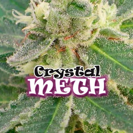 Crystal-MEHT-2-u-fem-Dr-Underground.jpg Crystal M.E.H.T. fem. Dr Underground - immagine 1