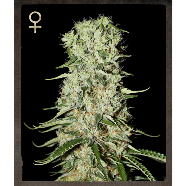 Damnesia-10-u-fem-Strain-Hunters.jpg Damnesia fem. Strain Hunters - immagine 1