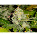 Dead Head OG 6 u fem. The Cali Connection