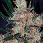 Diesel Berry Cough 1 femmina Garden of Green Seeds