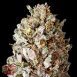 Diesel Drift 3 donne Heavyweight Seeds