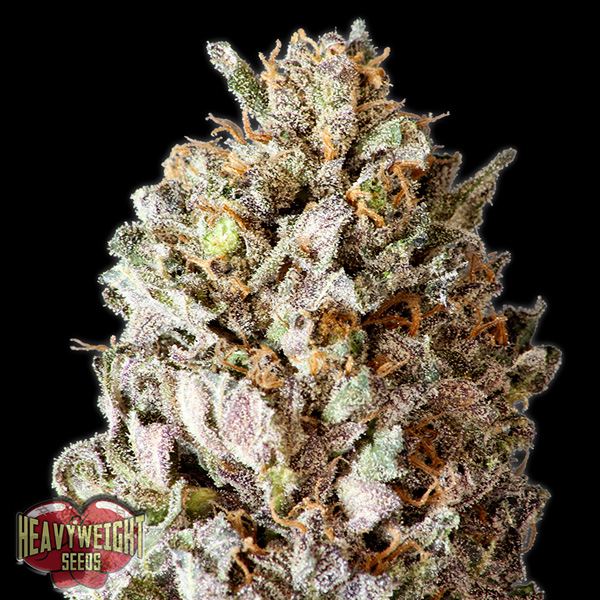 Diesel-Drift-3-u-fem-Heavyweight-Seeds.jpg Diesel Drift 3 donne Heavyweight Seeds - immagine 1